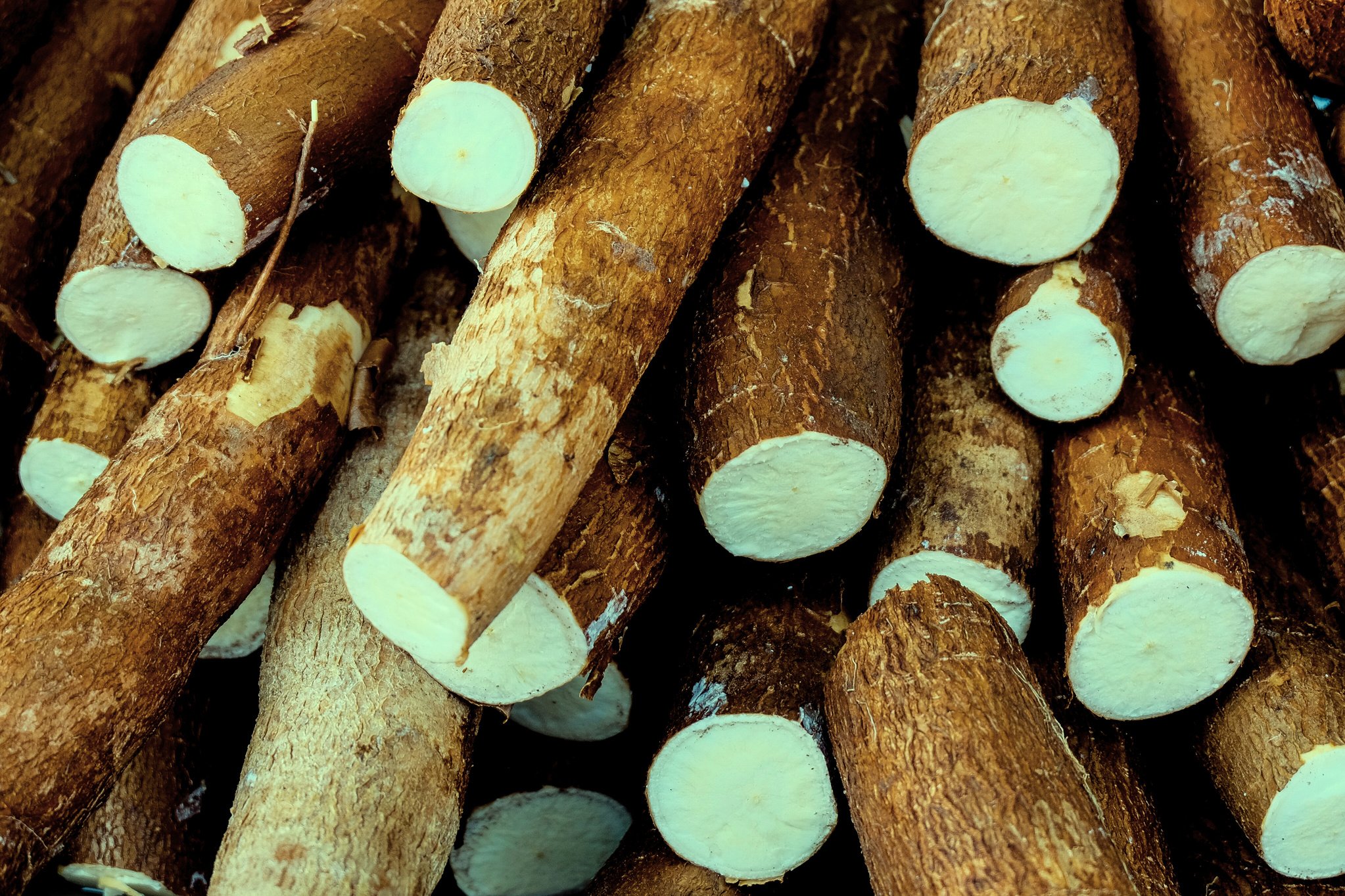 Cassava, also called manioc, yuca, balinghoy, mogo, mandioca, kamoteng kahoy, tapioca and manioc root, a woody shrub of the Euphorbiaceae family native to South America